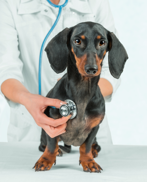 veterinario auscultando perro