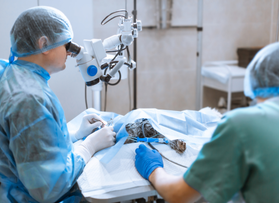 foto cirugía veterinaria