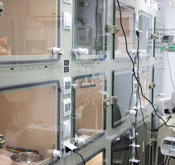 sala hospitalización veterinario