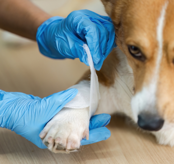 veterinario vendando pata de perro