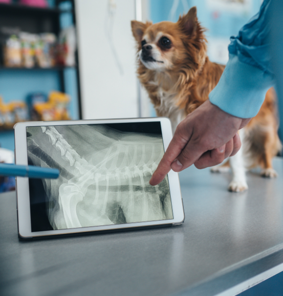 foto consulta veterinario radiografía