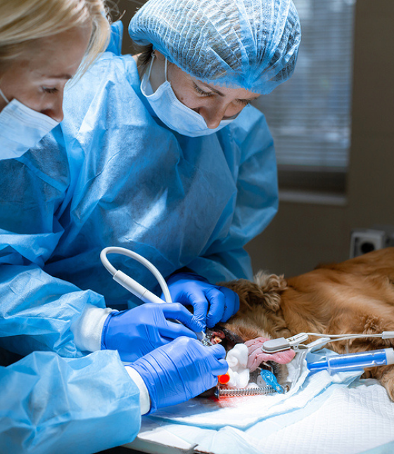 limpieza dental veterinario