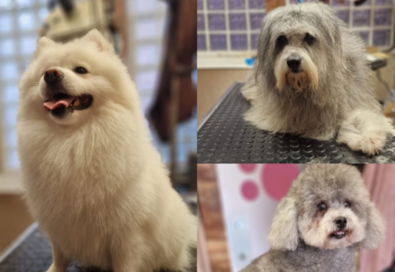foto perros después de la peluquería